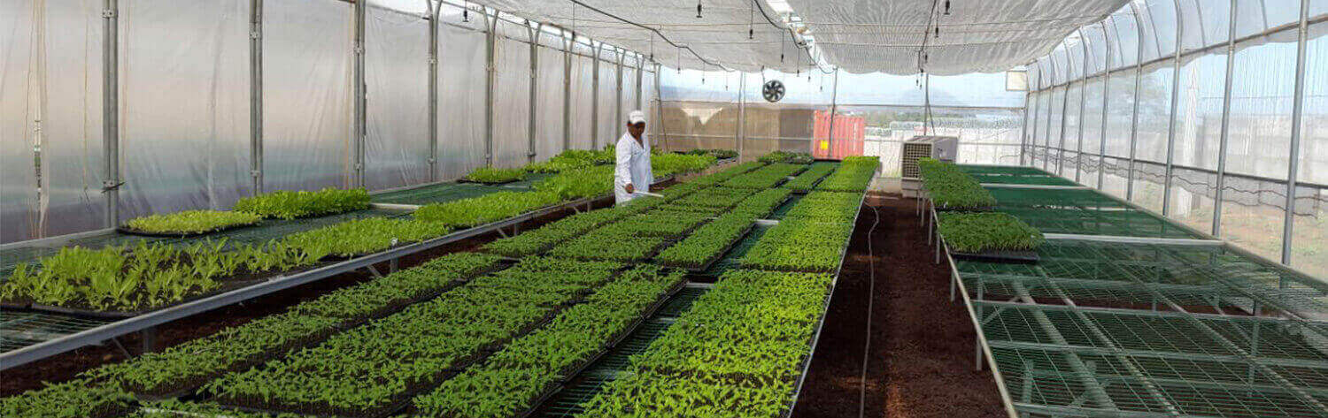 #htmlcaption-6 FINCA PANDORA DONDE DESARROLLAMOS NUESTRAS SEMILLAS