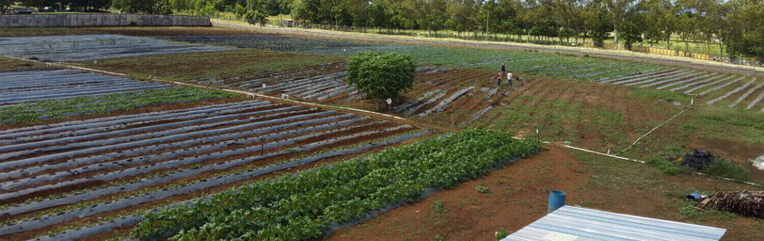 #htmlcaption-5 FINCA PANDORA DONDE DESARROLLAMOS NUESTRAS SEMILLAS