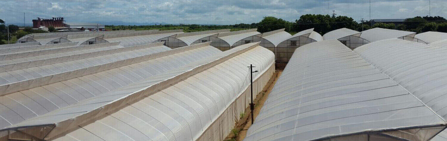 #htmlcaption-7 FINCA PANDORA DONDE DESARROLLAMOS NUESTRAS SEMILLAS