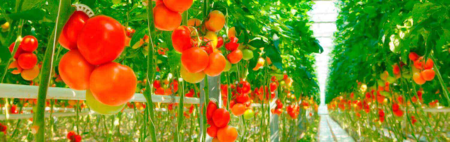 #htmlcaption-1 UMA-AGRO / PRODUCTIVIDAD Y RENTABILIDAD