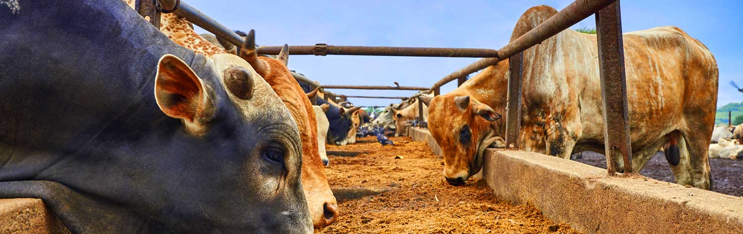 #htmlcaption-3 UMA-AGRO / PRODUCTIVIDAD Y RENTABILIDAD